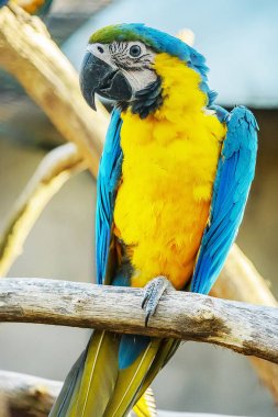 Mavi ve Altın makavı