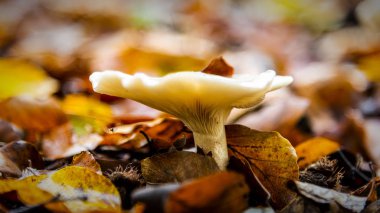 Ormandaki Huni Mantarı