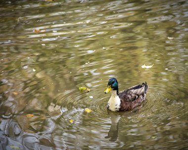 yeşilbaş ördek gölet