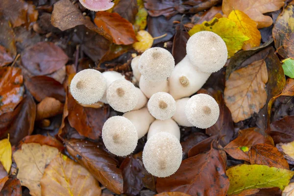 Puff Ball Mushrooms — Stock Photo, Image