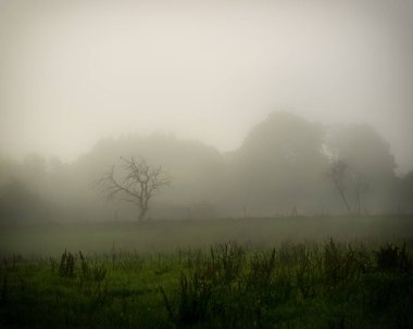 Sabah erken saatlerde Misty Meadow
