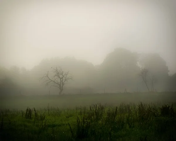 Manhã cedo Misty Meadow — Fotografia de Stock