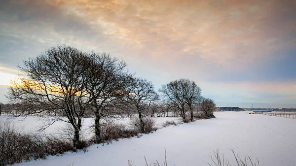 Lonely Trees Overlooking Snowy Field Swedish Countryside Wintertime Sunrise — Stock Photo, Image