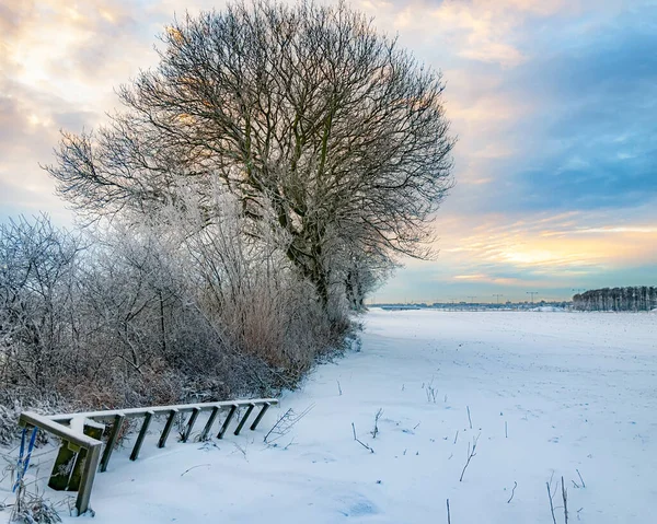 Одинокое Дерево Видом Снежное Поле Шведской Сельской Местности Зимнее Время — стоковое фото