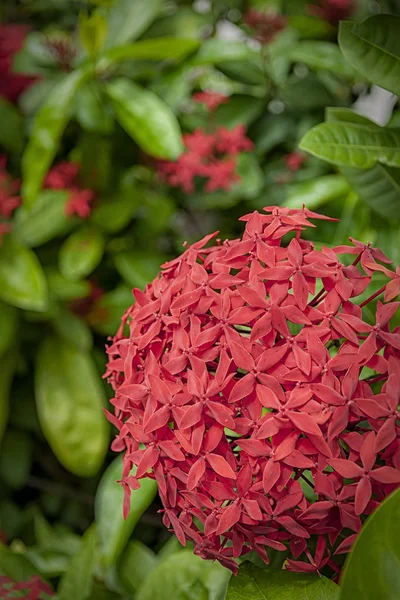 Fleurs Rouges Naturelles Hua Hin Thaïlande — Photo