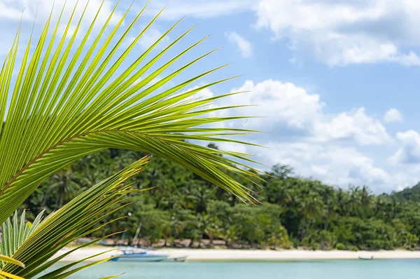Gros Plan Une Feuille Palmier Sur Une Île Exotique Thaïlandaise — Photo