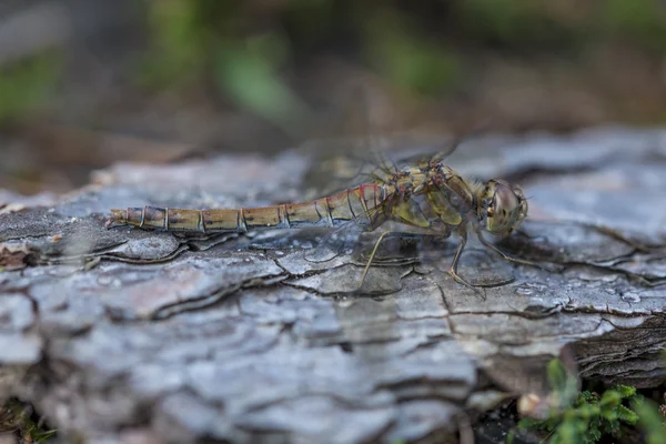 Vila gemensamma ängstrollslända Dragonfly — Stockfoto
