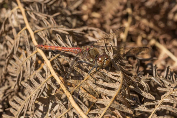 Manliga gemensamma ängstrollslända Dragonfly — Stockfoto