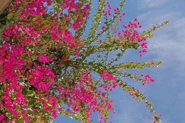 Paarse bloemen op Santorini — Stockfoto