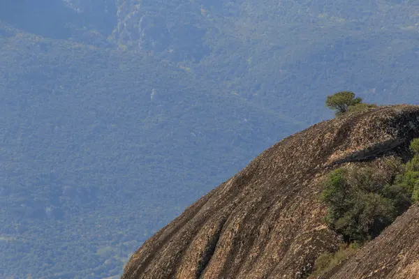 Árbol en la pendiente de la roca —  Fotos de Stock