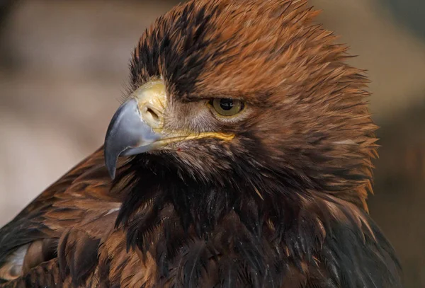 Eastern imperial eagle — Stock Photo, Image