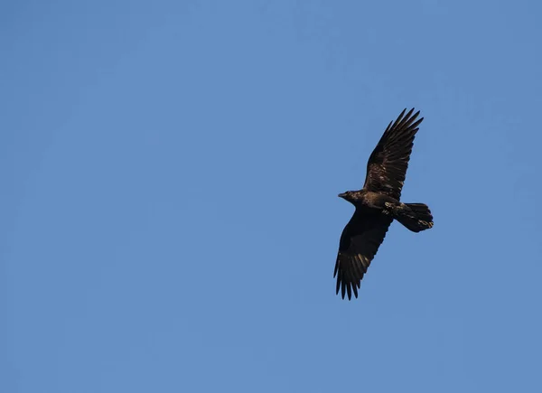 Korpen flyger i en blå himmel — Stockfoto