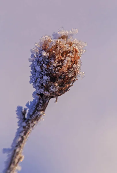 Plant covered with hoarfrost — Stock Photo, Image