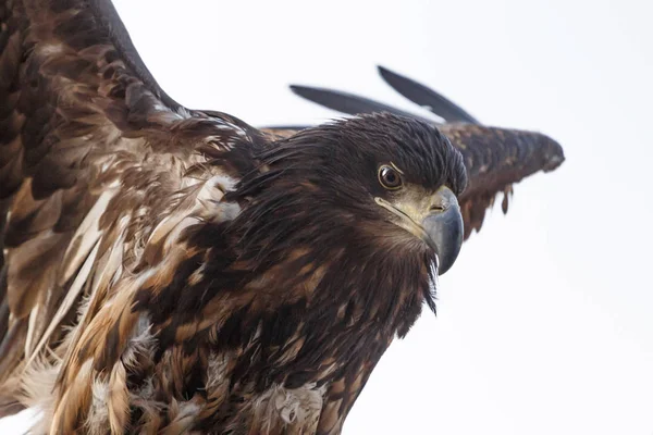 Close up of white-tailed eagle — Stock Photo, Image