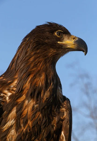 Roofvogel over blauwe hemel — Stockfoto