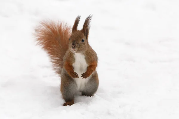 Esquilo sentado na neve — Fotografia de Stock