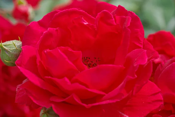 Rosa roja en el jardín —  Fotos de Stock