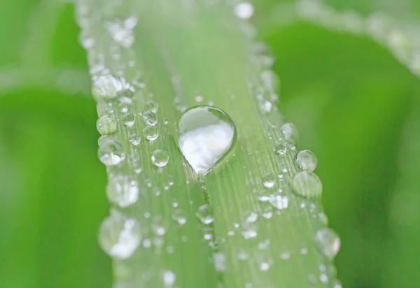 Gota de lluvia sobre hoja verde — Foto de Stock