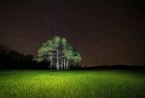 Tall träd mot stjärnklar natthimmel — Stockfoto