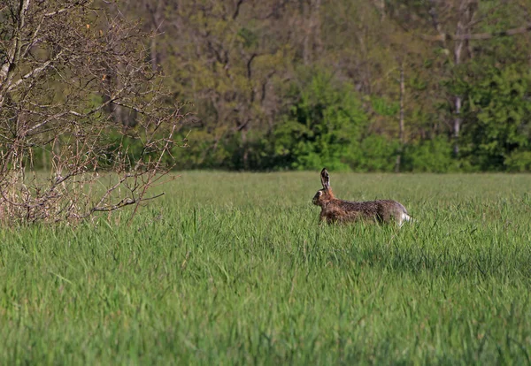 Haas uitgevoerd in gras — Stockfoto