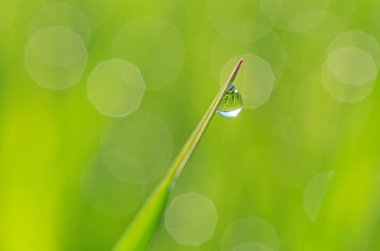 çiy damlasını yakın çekim