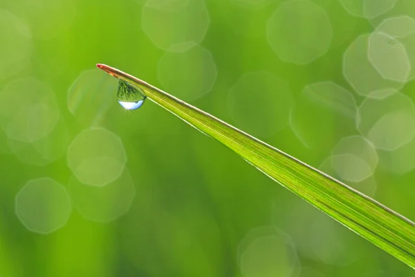 Gota de rocío en la hoja — Foto de Stock