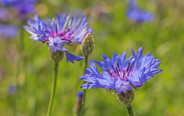 Cornflowers on meadow — Stock Photo, Image