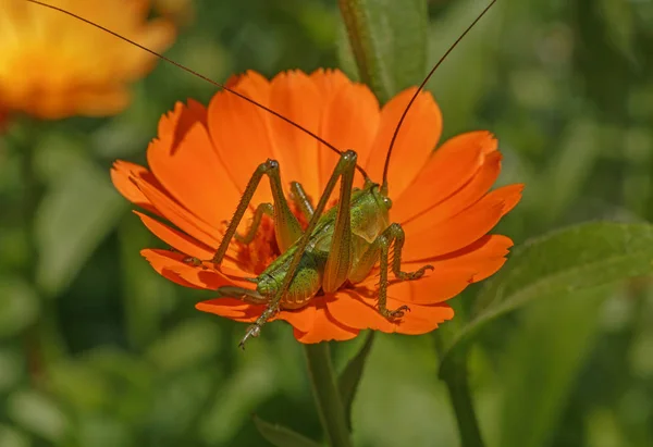 Закрытие Grasshopper — стоковое фото