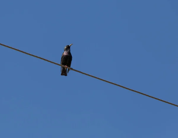 Estornino sentado en el alambre — Foto de Stock