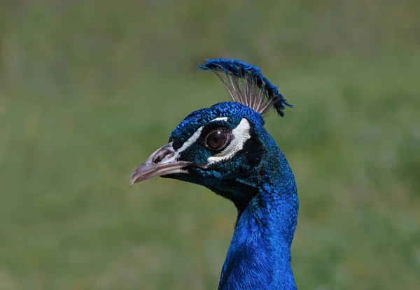Close up of Indian peacock — Stock Photo, Image