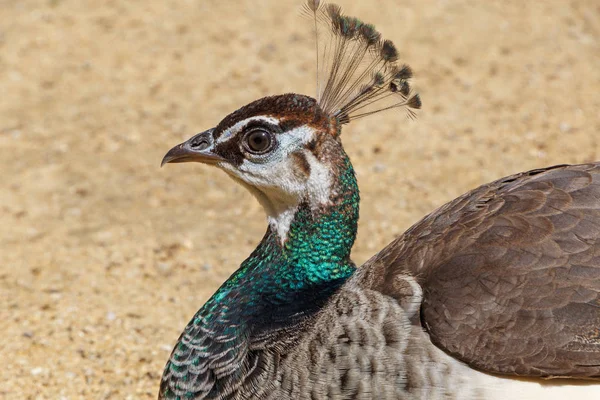 Närbild på peahen — Stockfoto