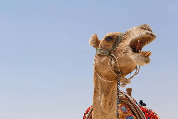 Head of camel — Stock Photo, Image