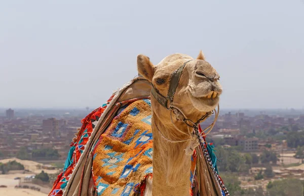 Camelo contra a paisagem urbana do Cairo — Fotografia de Stock