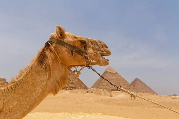 Camel mot pyramiderna i Giza — Stockfoto