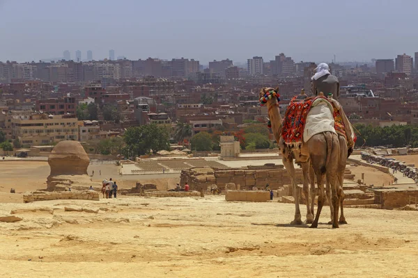 Deve karşı Kahire cityscape adam — Stok fotoğraf