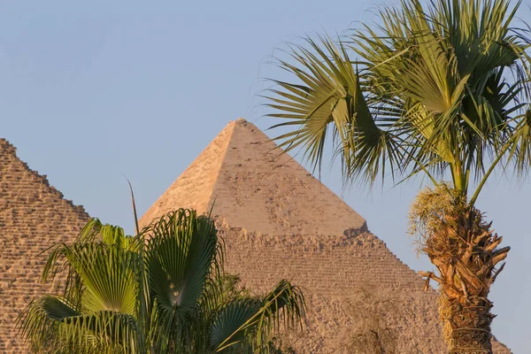 Palm trees in front of pyramids — Stock Photo, Image