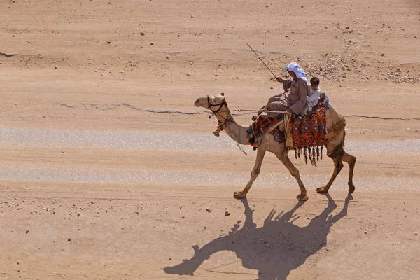 Верблюд на улице Каира — стоковое фото