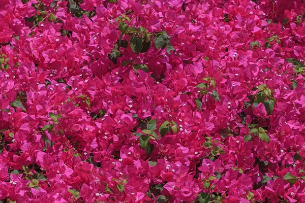 Bahçede Begonvil bush — Stok fotoğraf