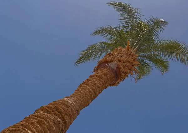 Palmeira contra céu azul — Fotografia de Stock