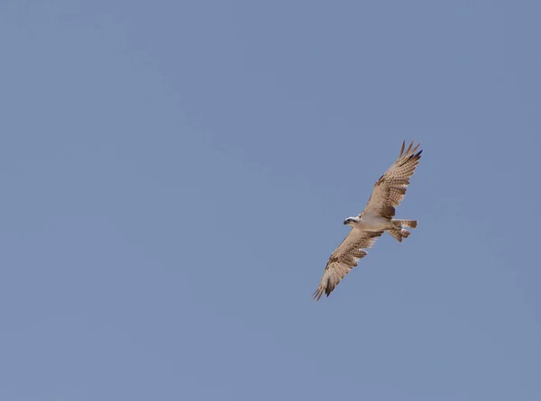 Сокол летит в голубом небе — стоковое фото