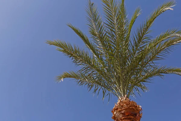 Palmera contra el cielo azul — Foto de Stock