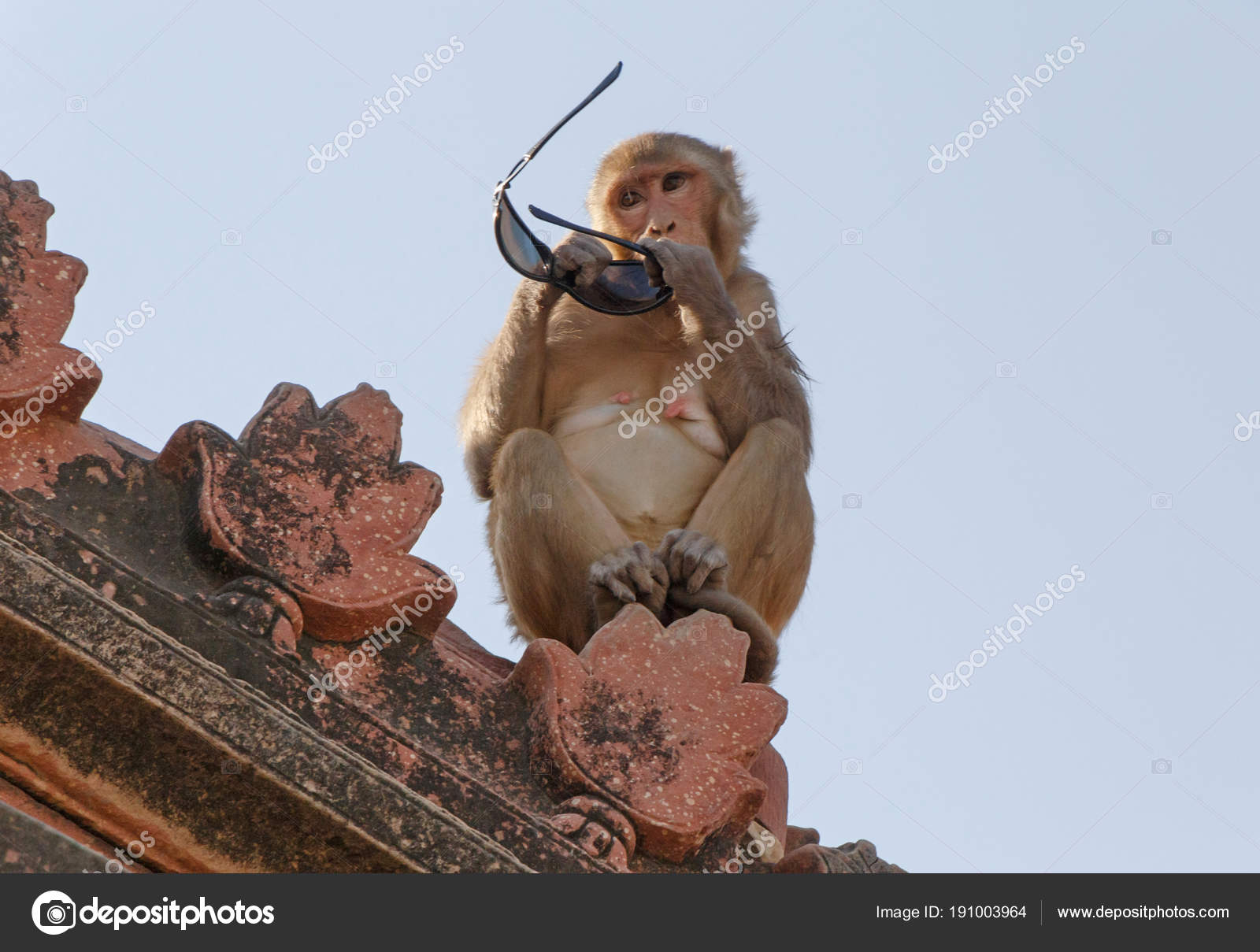 monkey with sunglasses