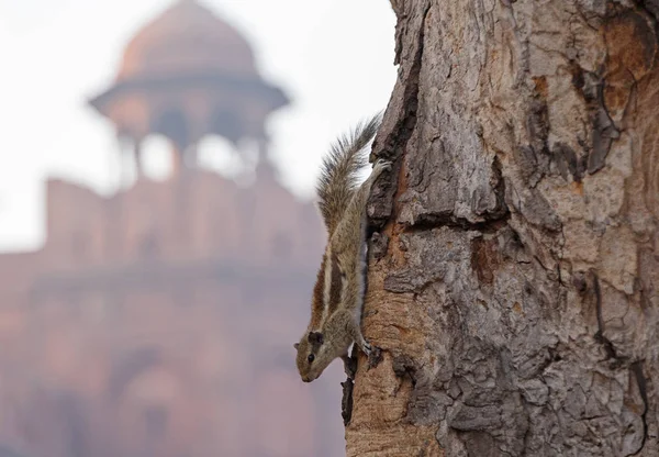 Esquilo Palmeira Indiano Árvore Contra Red Fort Delhi Índia — Fotografia de Stock