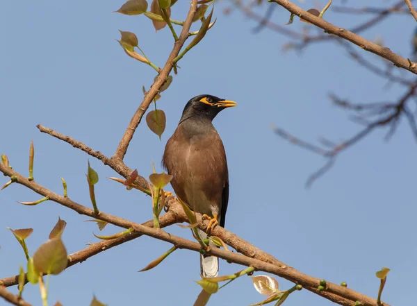 木の枝の上に座ってインドの九官鳥 — ストック写真