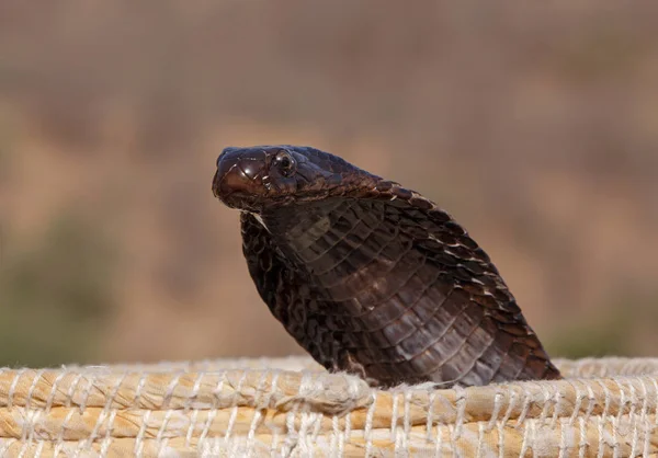 Indian cobra standing up from fakir\'s basket