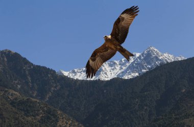 Dharamshala, Hindistan Himalaya dağlarında uçan kartal