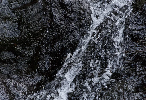 Σουσουράδα Στέκεται Στο Τρεχούμενο Νερό Του Καταρράκτη — Φωτογραφία Αρχείου
