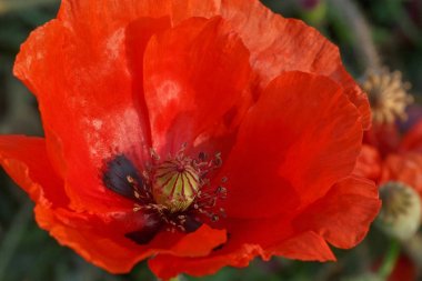 Kırmızı gelincik yakın çekim