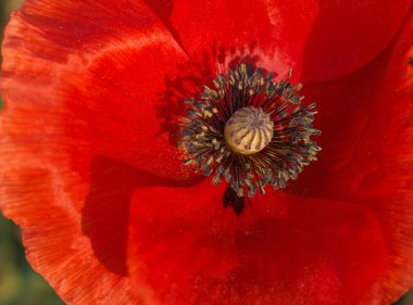 Kırmızı gelincik yakın çekim