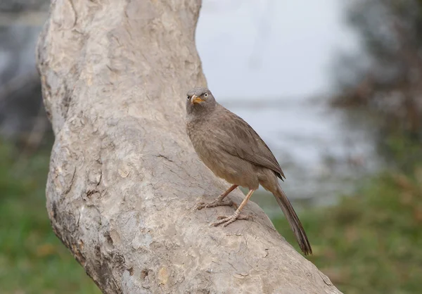 Jungle Babbler Trunk Tree Keoladeo National Park India — Stock Photo, Image
